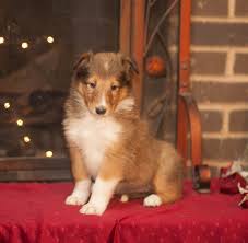 Get advice from breed experts and make a safe choice. Puppies For Sale Collie Puppies For Sale Collie Puppies Collie