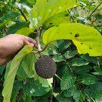 Image result for Sarcocephalus