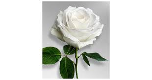 Meredith Anne Turner Obituary (2025)