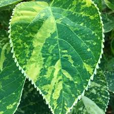 Image result for Acalypha nyasica