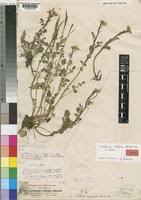 Image result for Cardamine obliqua