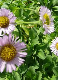 Image result for Eriosema chrysadenium