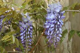 Https Www Gartenlexikon De Wp Content Uploads 2014 07 Images 2017 Blumen Blauregen Wisteria Glyzinie 2072 Jpg In 2020 Blauregen Glyzinie Pflanzen