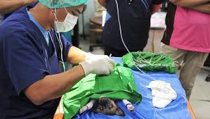 The outstanding features of cryptorchidism in dogs, including the diagnosis, clinical symptoms and breeding policy, are discussed. Cryptorchidism Retained Testicles In Dogs Symptoms Causes Treatments Dogtime
