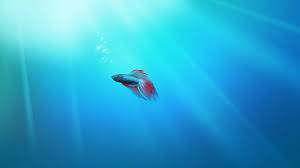 Free Wallpapers For Pc Windows Wallpaper 19201080 Live Desktop Wallpapers For 4k Fish Wallpaper Windows Wallpaper Beautiful Fish