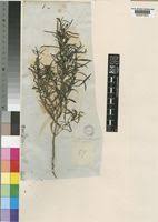 Image result for Anticharis senegalensis