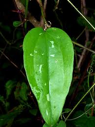 Image result for Smilacaceae