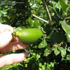 Image result for Gardenia cornuta