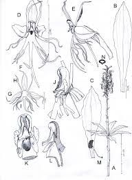 Image result for Habenaria adolphi