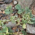 Image result for Trigonella anguina