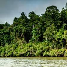 Providing you with transfers to and from the airport to your hotel as well as presenting you with an array of accommodation options, the taman negara overland package is a tour deal that's perfect for those looking to explore malaysia's illustrious jungle. Rundreise Taman Negara Nationalpark Ab Kuala Lumpur Tourasia Reise Angebot