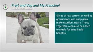 Whats The Best Food To Feed My French Bulldog