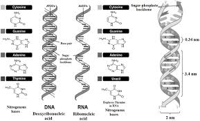 Like a recipe book or instructions for lego , dna holds the instructions for making all our proteins. Modern Dna Science And Its Applications Book Chapter Iopscience