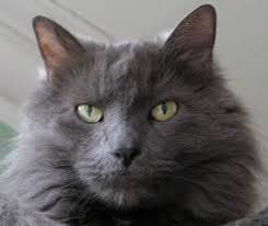 I have been single for quite a long time and i enjoyed it, however, now i feel that i am growing tired of being on my own so i have made my mind to start a relationship. Nebelung Cat Poc Nebelung Cat Russian Blue Russian Blue Cat