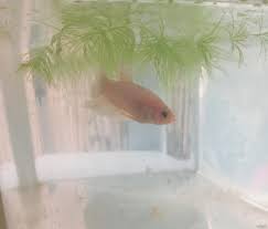 The peacock is seen as a legendary bird that wards off evil. Baby Betta Plakat Halfmoon Elevage Betta Splendens Cdf Facebook