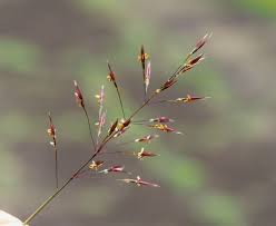 Image result for Chrysopogon