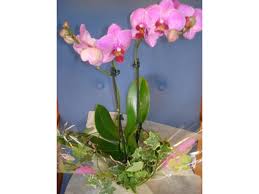 Maybe you would like to learn more about one of these? Floristeria Gemma Ramos De Flores A Domicilio En Alicante