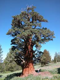 Commonly known as desert white cedar, california juniper is distributed in shasta county, california, south of the baja california norte. Caring For One Of The Oldest Living Trees In The World Save The Redwoods League
