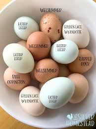 Chicken Egg Colors By Breed Silver Homestead