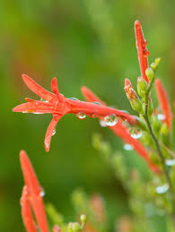 Image result for Anisacanthus