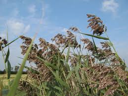 Image result for Phragmites australis