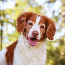 Brittany spaniel dog mom sticker brittany spaniel dog parent sticker dog sticker laptop dog mom gift small gift stickers hydroflask yet vsco. Brittany Breed Information Characteristics Heath Problems Dogzone Com