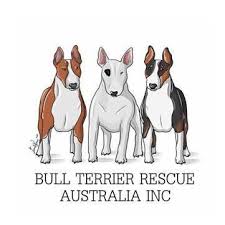 Check spelling or type a new query. Bull Terrier Rescue Australia Inc Home Facebook