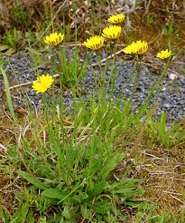 Image result for Hypochaeris