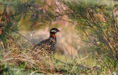 Turac Black Francolin Francolinus Francolinus Goksu Deltasi Silifke Turkey Bird Birds Bird