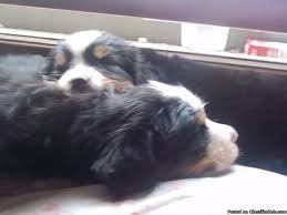 Are you willing to take your puppy to recommended obedience classes? Bernese Mountain Dog Puppies Price 300 500 For Sale In Lawrence Illinois Best Pets Online