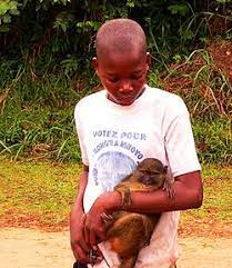 And not just because they live in a swamp but because they always have to be on the lookout for numerous predators including snakes, birds of prey and any other large animal that is hungry. Allen S Swamp Monkey Wikipedia