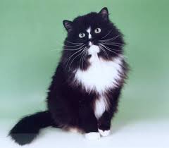 Siberian kitten black and white. The Siberian Cat