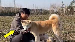 The New Home For Over 100 Dogs Is Slowly Taking Shape! This Scene Is Heartwarming. - YouTube