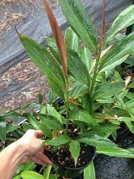 Native Ginger Red Back Alpinia Caerulea Plants For Sale Plants Australian Plants Tropical Plants