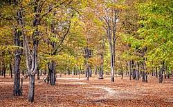 Image result for Colophospermum