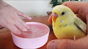 How To Give Your Budgie A Bath Youtube