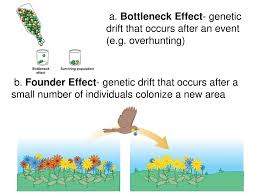 This amoeba sisters video also discusses the bottleneck and founder effect. Chapter 11 Evolution Of Populations Ppt Download