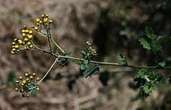 Image result for Schistostephium crataegifolium