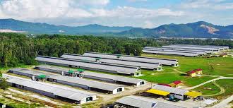 The trend towards a large scale integration will continue to dominate the industry. Breeder Broiler Farming Mfm Dindings Poultry