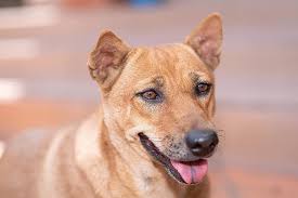 Aspin dogs are not less of a breed. Dogs Wallpaper Pet Animal Cute Doggy Pets Fun Aspin 880x587 Download Hd Wallpaper Wallpapertip