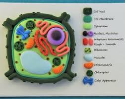 It is great for self learning as kids can pull the two sides apart and read the labelled parts then put it back together. Animal Cell Model Etsy
