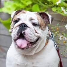 The cost of a pure breed england bulldog will depend on where you choose to purchase the dog. British Bulldog Pet Insurance Compare Quotes For February 2021 Finder Com Au
