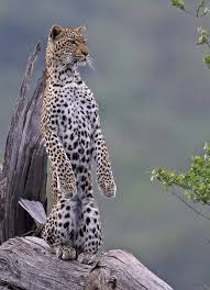 Pin On Marvelous Leopards