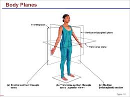 Pin On Medical Terminology