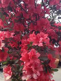 Azaleas En Mi Terraza Plants