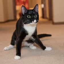 This is a disorder found in cats and dogs which causes jerky movements, tremors and generally walking and balance problems. The Tippy Tuxies Feline Rescue Inc