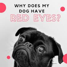 Your dog's red eye could simply be an irritation to a foreign object, like dirt, dust, or grass, that has gotten into his eye. Why Are My Dog S Eyes Red And Inflamed Pethelpful