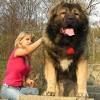 Thunderhawk caucasians currently have a couple remaining that can be rescued and the adoption fee is $750. 1