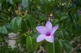Image result for Cryptostegia grandiflora