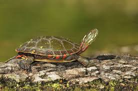 midland painted turtle